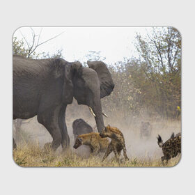 Коврик прямоугольный с принтом Гиены охотятся на слона в Екатеринбурге, натуральный каучук | размер 230 х 185 мм; запечатка лицевой стороны | африка | африканский | бивни | большой | гигант джунгли | гиены | индийский | индия | лесной великан | мамонт | огромный | охота | саванна | сафари | серый | слон | слониха | стадо | уши | хобот