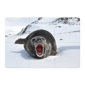 Магнитный плакат 3Х2 с принтом Морской котик в Екатеринбурге, Полимерный материал с магнитным слоем | 6 деталей размером 9*9 см | антарктида | антарктика | большой | вода | гигант | жир | кот | котик | ледовитый | море | мороз | морской | нос | огромный | океан | пасть | север | серый | слониха | снег | тюлень | усы | холод | язык