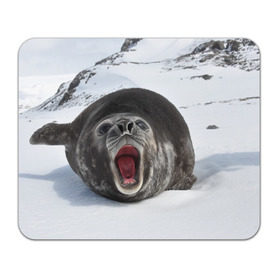 Коврик прямоугольный с принтом Морской котик в Екатеринбурге, натуральный каучук | размер 230 х 185 мм; запечатка лицевой стороны | антарктида | антарктика | большой | вода | гигант | жир | кот | котик | ледовитый | море | мороз | морской | нос | огромный | океан | пасть | север | серый | слониха | снег | тюлень | усы | холод | язык
