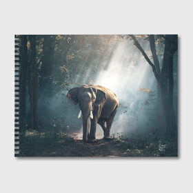 Альбом для рисования с принтом Слон в лесу в Екатеринбурге, 100% бумага
 | матовая бумага, плотность 200 мг. | африка | африканский | бивни | большой | гигант джунгли | зоопарк | индийский | индия | лесной великан | мамонт | огромный | саванна | сафари | серый | слон | слоненок | слониха | стадо | уши | хобот