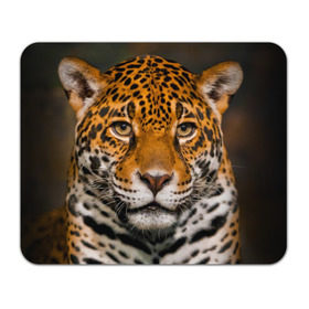 Коврик прямоугольный с принтом Jaguar в Екатеринбурге, натуральный каучук | размер 230 х 185 мм; запечатка лицевой стороны | глаза | дикая кошка | кошка | леопард | сафари | хищник | ягуар