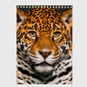 Скетчбук с принтом Jaguar в Екатеринбурге, 100% бумага
 | 48 листов, плотность листов — 100 г/м2, плотность картонной обложки — 250 г/м2. Листы скреплены сверху удобной пружинной спиралью | глаза | дикая кошка | кошка | леопард | сафари | хищник | ягуар
