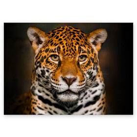 Поздравительная открытка с принтом Jaguar в Екатеринбурге, 100% бумага | плотность бумаги 280 г/м2, матовая, на обратной стороне линовка и место для марки
 | глаза | дикая кошка | кошка | леопард | сафари | хищник | ягуар