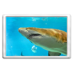 Магнит 45*70 с принтом Тигровая акула в Екатеринбурге, Пластик | Размер: 78*52 мм; Размер печати: 70*45 | голубое море | океан | рыба
