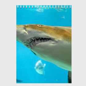 Скетчбук с принтом Тигровая акула в Екатеринбурге, 100% бумага
 | 48 листов, плотность листов — 100 г/м2, плотность картонной обложки — 250 г/м2. Листы скреплены сверху удобной пружинной спиралью | голубое море | океан | рыба