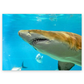 Поздравительная открытка с принтом Тигровая акула в Екатеринбурге, 100% бумага | плотность бумаги 280 г/м2, матовая, на обратной стороне линовка и место для марки
 | голубое море | океан | рыба