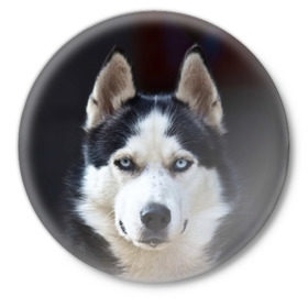 Значок с принтом Хаски в Екатеринбурге,  металл | круглая форма, металлическая застежка в виде булавки | Тематика изображения на принте: dog | лабрадор | мопс | пес | собака | такса | хаски | щеночек