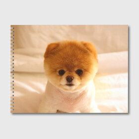 Альбом для рисования с принтом Пушистик в Екатеринбурге, 100% бумага
 | матовая бумага, плотность 200 мг. | dog | пес | померанский | собака | шпиц | щеночек