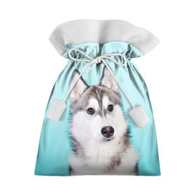 Подарочный 3D мешок с принтом Blue в Екатеринбурге, 100% полиэстер | Размер: 29*39 см | Тематика изображения на принте: dog | бандит | пес | собака | хаски | хаски бандит | щеночек