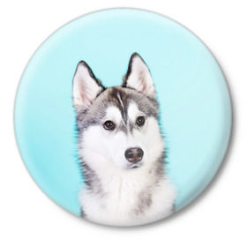 Значок с принтом Blue в Екатеринбурге,  металл | круглая форма, металлическая застежка в виде булавки | Тематика изображения на принте: dog | бандит | пес | собака | хаски | хаски бандит | щеночек