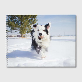 Альбом для рисования с принтом Snow в Екатеринбурге, 100% бумага
 | матовая бумага, плотность 200 мг. | Тематика изображения на принте: dog | бордер | бордер колли | колли | пес | собака
