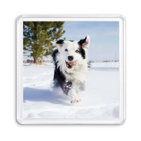 Магнит 55*55 с принтом Snow в Екатеринбурге, Пластик | Размер: 65*65 мм; Размер печати: 55*55 мм | Тематика изображения на принте: dog | бордер | бордер колли | колли | пес | собака
