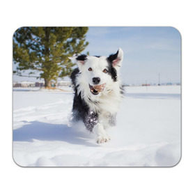Коврик для мышки прямоугольный с принтом Snow в Екатеринбурге, натуральный каучук | размер 230 х 185 мм; запечатка лицевой стороны | dog | бордер | бордер колли | колли | пес | собака