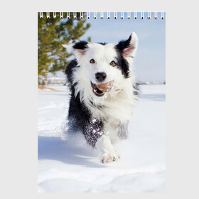 Скетчбук с принтом Snow в Екатеринбурге, 100% бумага
 | 48 листов, плотность листов — 100 г/м2, плотность картонной обложки — 250 г/м2. Листы скреплены сверху удобной пружинной спиралью | Тематика изображения на принте: dog | бордер | бордер колли | колли | пес | собака