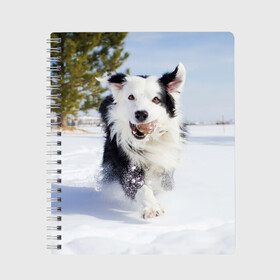 Тетрадь с принтом Snow в Екатеринбурге, 100% бумага | 48 листов, плотность листов — 60 г/м2, плотность картонной обложки — 250 г/м2. Листы скреплены сбоку удобной пружинной спиралью. Уголки страниц и обложки скругленные. Цвет линий — светло-серый
 | dog | бордер | бордер колли | колли | пес | собака