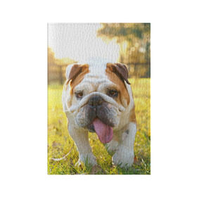 Обложка для паспорта матовая кожа с принтом Funny Dog в Екатеринбурге, натуральная матовая кожа | размер 19,3 х 13,7 см; прозрачные пластиковые крепления | dog | английский бульдог | пес | собака