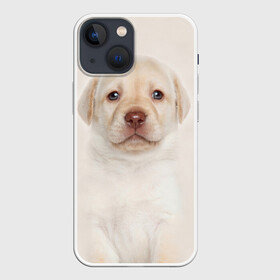 Чехол для iPhone 13 mini с принтом Лабрадор в Екатеринбурге,  |  | dog | labrador | puppy | порода | собака | собачка | щенок