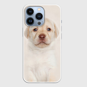 Чехол для iPhone 13 Pro с принтом Лабрадор в Екатеринбурге,  |  | dog | labrador | puppy | порода | собака | собачка | щенок