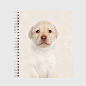 Тетрадь с принтом Лабрадор в Екатеринбурге, 100% бумага | 48 листов, плотность листов — 60 г/м2, плотность картонной обложки — 250 г/м2. Листы скреплены сбоку удобной пружинной спиралью. Уголки страниц и обложки скругленные. Цвет линий — светло-серый
 | dog | labrador | puppy | порода | собака | собачка | щенок