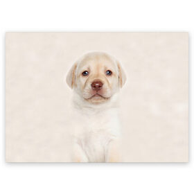 Поздравительная открытка с принтом Лабрадор в Екатеринбурге, 100% бумага | плотность бумаги 280 г/м2, матовая, на обратной стороне линовка и место для марки
 | dog | labrador | puppy | порода | собака | собачка | щенок