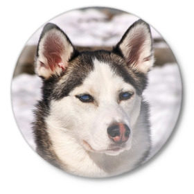 Значок с принтом Хаски в Екатеринбурге,  металл | круглая форма, металлическая застежка в виде булавки | dog | лабрадор | мопс | пес | собака | такса | хаски | щеночек