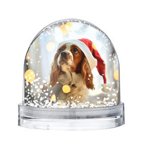 Водяной шар с принтом Рождество в Екатеринбурге, Пластик | Изображение внутри шара печатается на глянцевой фотобумаге с двух сторон | dog | кавалер кинг чарльз спаниель | новый год | пес | рождество | собака