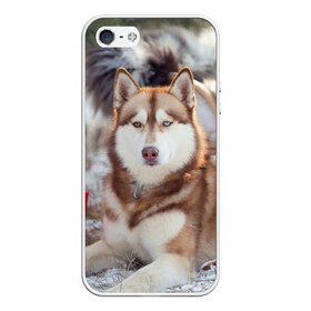 Чехол для iPhone 5/5S матовый с принтом Хаски в Екатеринбурге, Силикон | Область печати: задняя сторона чехла, без боковых панелей | dog | лабрадор | мопс | пес | собака | такса | хаски | щеночек