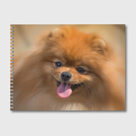 Альбом для рисования с принтом Милашка в Екатеринбурге, 100% бумага
 | матовая бумага, плотность 200 мг. | dog | пес | померанский | собака | шпиц | щеночек