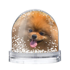 Снежный шар с принтом Милашка в Екатеринбурге, Пластик | Изображение внутри шара печатается на глянцевой фотобумаге с двух сторон | dog | пес | померанский | собака | шпиц | щеночек