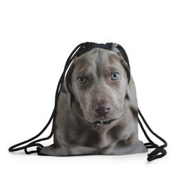 Рюкзак-мешок 3D с принтом Puppy в Екатеринбурге, 100% полиэстер | плотность ткани — 200 г/м2, размер — 35 х 45 см; лямки — толстые шнурки, застежка на шнуровке, без карманов и подкладки | dog | веймаранер | пес | собака | щеночек