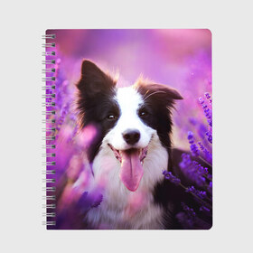 Тетрадь с принтом Happy в Екатеринбурге, 100% бумага | 48 листов, плотность листов — 60 г/м2, плотность картонной обложки — 250 г/м2. Листы скреплены сбоку удобной пружинной спиралью. Уголки страниц и обложки скругленные. Цвет линий — светло-серый
 | Тематика изображения на принте: dog | бордер колли | пес | собака