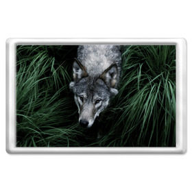 Магнит 45*70 с принтом Волк в траве в Екатеринбурге, Пластик | Размер: 78*52 мм; Размер печати: 70*45 | природа | серый | хищник