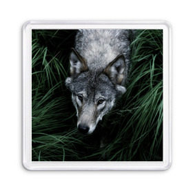 Магнит 55*55 с принтом Волк в траве в Екатеринбурге, Пластик | Размер: 65*65 мм; Размер печати: 55*55 мм | природа | серый | хищник