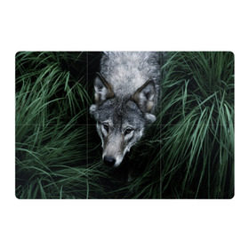 Магнитный плакат 3Х2 с принтом Волк в траве в Екатеринбурге, Полимерный материал с магнитным слоем | 6 деталей размером 9*9 см | природа | серый | хищник