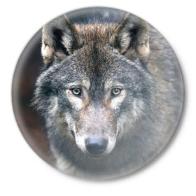 Значок с принтом Серый волк в Екатеринбурге,  металл | круглая форма, металлическая застежка в виде булавки | Тематика изображения на принте: аука | бирюк | волк | волчара | волчица | волчок | глаза | животное | животные | зверь | зеленые | койот | лес | млекопитающее | природа | санитар леса | серый | уши | фауна | хищник | черный | шакал