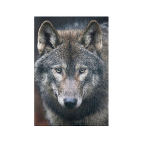 Обложка для паспорта матовая кожа с принтом Серый волк в Екатеринбурге, натуральная матовая кожа | размер 19,3 х 13,7 см; прозрачные пластиковые крепления | Тематика изображения на принте: аука | бирюк | волк | волчара | волчица | волчок | глаза | животное | животные | зверь | зеленые | койот | лес | млекопитающее | природа | санитар леса | серый | уши | фауна | хищник | черный | шакал