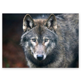 Поздравительная открытка с принтом Серый волк в Екатеринбурге, 100% бумага | плотность бумаги 280 г/м2, матовая, на обратной стороне линовка и место для марки
 | аука | бирюк | волк | волчара | волчица | волчок | глаза | животное | животные | зверь | зеленые | койот | лес | млекопитающее | природа | санитар леса | серый | уши | фауна | хищник | черный | шакал