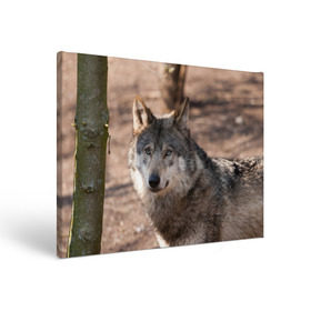 Холст прямоугольный с принтом Серый волк в Екатеринбурге, 100% ПВХ |  | аука | бирюк | волк | волчара | волчица | волчок | глаза | животное | животные | зверь | зеленые | койот | лес | млекопитающее | природа | санитар леса | серый | уши | фауна | хищник | черный | шакал