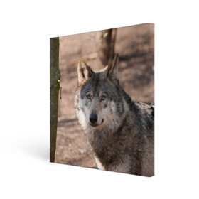 Холст квадратный с принтом Серый волк в Екатеринбурге, 100% ПВХ |  | аука | бирюк | волк | волчара | волчица | волчок | глаза | животное | животные | зверь | зеленые | койот | лес | млекопитающее | природа | санитар леса | серый | уши | фауна | хищник | черный | шакал