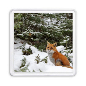 Магнит 55*55 с принтом Лиса в зимнем лесу в Екатеринбурге, Пластик | Размер: 65*65 мм; Размер печати: 55*55 мм | Тематика изображения на принте: fox | животное | зверь | красивая | лес | лис | лиса | лисенок | лисица | лисичка | мех | патрикеевна | песец | плутовка | прикольная | природа | рыжая | рыжий цвет | сказка | хвост | хитрая | хищник