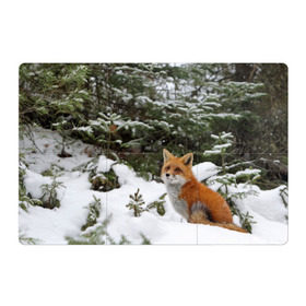Магнитный плакат 3Х2 с принтом Лиса в зимнем лесу в Екатеринбурге, Полимерный материал с магнитным слоем | 6 деталей размером 9*9 см | Тематика изображения на принте: fox | животное | зверь | красивая | лес | лис | лиса | лисенок | лисица | лисичка | мех | патрикеевна | песец | плутовка | прикольная | природа | рыжая | рыжий цвет | сказка | хвост | хитрая | хищник