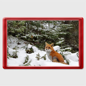 Магнит 45*70 с принтом Лиса в зимнем лесу в Екатеринбурге, Пластик | Размер: 78*52 мм; Размер печати: 70*45 | Тематика изображения на принте: fox | животное | зверь | красивая | лес | лис | лиса | лисенок | лисица | лисичка | мех | патрикеевна | песец | плутовка | прикольная | природа | рыжая | рыжий цвет | сказка | хвост | хитрая | хищник
