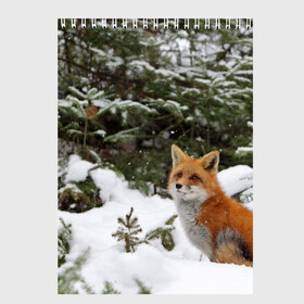 Скетчбук с принтом Лиса в зимнем лесу в Екатеринбурге, 100% бумага
 | 48 листов, плотность листов — 100 г/м2, плотность картонной обложки — 250 г/м2. Листы скреплены сверху удобной пружинной спиралью | fox | животное | зверь | красивая | лес | лис | лиса | лисенок | лисица | лисичка | мех | патрикеевна | песец | плутовка | прикольная | природа | рыжая | рыжий цвет | сказка | хвост | хитрая | хищник