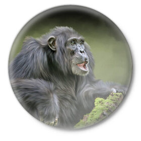 Значок с принтом Шимпанзе в Екатеринбурге,  металл | круглая форма, металлическая застежка в виде булавки | животные | обезьяна 