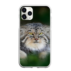 Чехол для iPhone 11 Pro матовый с принтом Манул в Екатеринбурге, Силикон |  | всеядный | детеныш | дикие | животные | звери | зверята | кот | манул | медведь | хищник