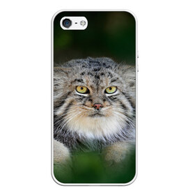 Чехол для iPhone 5/5S матовый с принтом Манул в Екатеринбурге, Силикон | Область печати: задняя сторона чехла, без боковых панелей | всеядный | детеныш | дикие | животные | звери | зверята | кот | манул | медведь | хищник