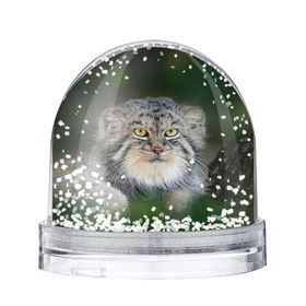 Снежный шар с принтом Манул в Екатеринбурге, Пластик | Изображение внутри шара печатается на глянцевой фотобумаге с двух сторон | всеядный | детеныш | дикие | животные | звери | зверята | кот | манул | медведь | хищник