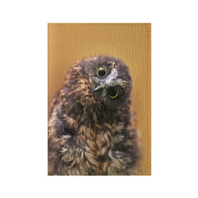Обложка для паспорта матовая кожа с принтом Совёнок в Екатеринбурге, натуральная матовая кожа | размер 19,3 х 13,7 см; прозрачные пластиковые крепления | взгляд | глаза | клюв | пернатые | перья | прикол | птица | сова | юмор