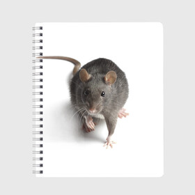 Тетрадь с принтом Крыса в Екатеринбурге, 100% бумага | 48 листов, плотность листов — 60 г/м2, плотность картонной обложки — 250 г/м2. Листы скреплены сбоку удобной пружинной спиралью. Уголки страниц и обложки скругленные. Цвет линий — светло-серый
 | Тематика изображения на принте: животные | крыса | мышка | мышь