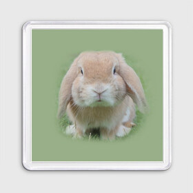 Магнит 55*55 с принтом Кролик в Екатеринбурге, Пластик | Размер: 65*65 мм; Размер печати: 55*55 мм | грызун | животные | заяц | кролик | мордочка | природа | пушистый | уши